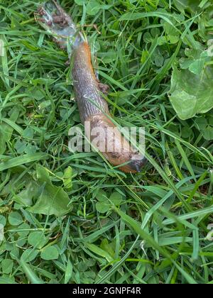 Spanish Slug (Arion vulgaris) Crossing a Green Grass Lawn Leaving a Slime Trail Behind it in a Garden in Rural Devon, England, UK Stock Photo