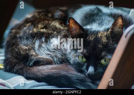 Portrait of a tortoiseshell cat, lying on a wooden garden chair with cushion Stock Photo