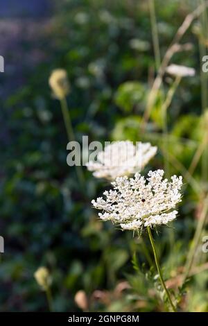 Cow Parsley and other Wild Flowers growing in the Vineyards of the Moselle Valley Stock Photo