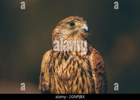 Portrait of a Gorgeous Wild Bird over Soft Focus Background. Wild Animal. Beautiful Eagle in the Wild. Lebanon. Stock Photo