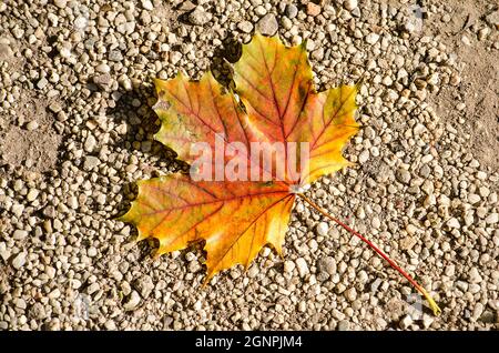 Fallen acer leaf on a gravel path on a sunny day in autumn Stock Photo