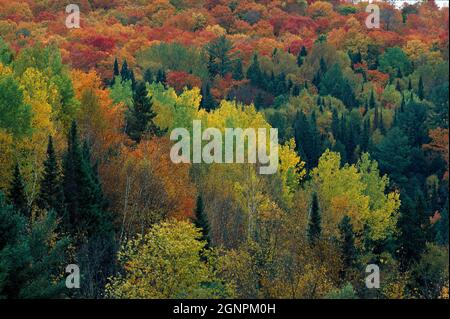 Canada. Quebec. Woodland in Autumn / Fall colours. Stock Photo