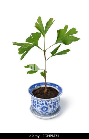 Single gingko tree in asian pot as houseplant isolated on white background Stock Photo