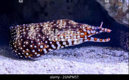 Close-up view of a Dragon moray ((Enchelycore pardalis) Stock Photo