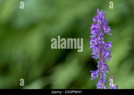 FLO, NORWAY - 2020 AUGUST 10. Purple flowers of the the highly poisonous plant Aconitum lycoctonum Stock Photo