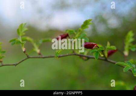 Dried rose hips on branch in spring Stock Photo