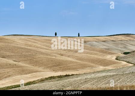 Two Trees On Road Amidst Field Against Clear Sky Stock Photo