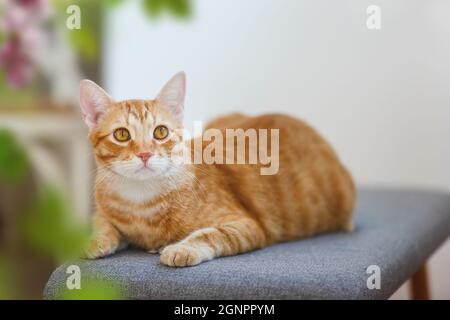 Beautiful stripe ginger cat sitting comfortable on a chair  and staring. Selective focus, copy space Stock Photo