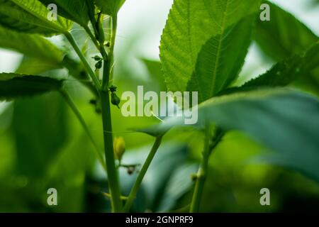 Jute mallow flower and leaf rich in proteins, vitamins, and essential amino acids is an important leafy vegetable in Asia Stock Photo