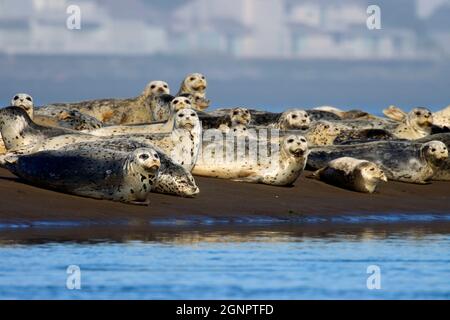 Harbor seals (Phoca vitulina), Siletz Bay National Wildlife Refuge, Oregon Stock Photo