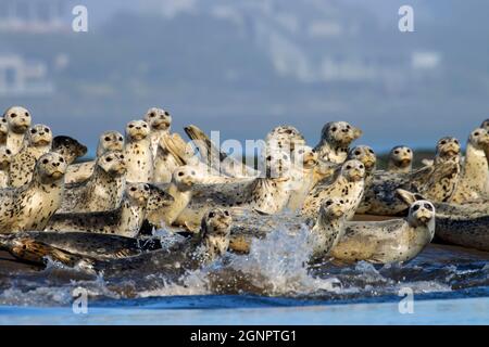 Harbor seals (Phoca vitulina), Siletz Bay National Wildlife Refuge, Oregon Stock Photo