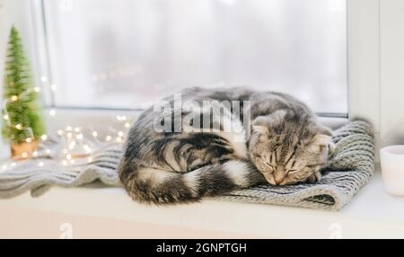 Scottish fold cat sleeps on a windowsill on a winter day Stock Photo