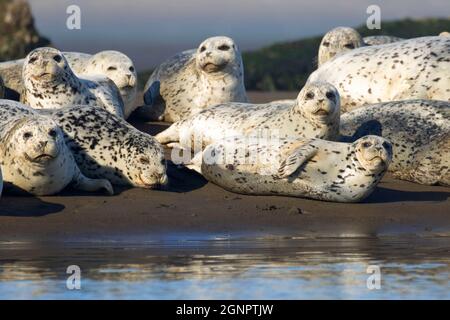 Harbor seals (Phoca vitulina), Siletz Bay National Wildlife Refuge, Oregon Stock Photo