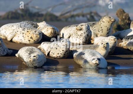 Harbor seals (Phoca vitulina), Siletz Bay National Wildlife Refuge, Oregon Stock Photo