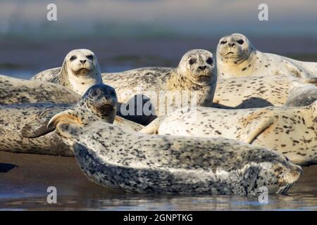 Harbor seals (Phoca vitulina), Siletz Bay National Wildlife Refuge, Oregon Stock Photo