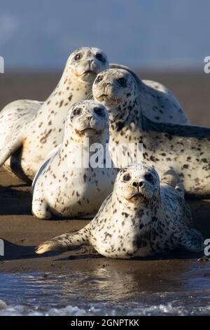 Harbor seals (Phoca vitulina), Siletz Bay National Wildlife Refuge, Oregon Stock Photo