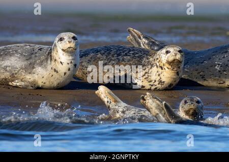 Harbor seals (Phoca vitulina), Siletz Bay National Wildlife Refuge, Oregon Stock Photo