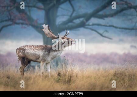 Fallow deer stag (Cervus dama / Dama dama) early morning, calling during rutting season