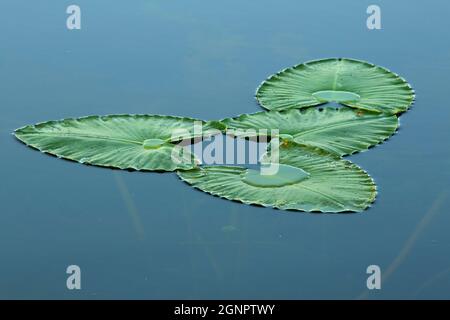 Lily pads in Cheadle Lake from North Shore Trail, Cheadle Lake Park, Lebanon, Oregon Stock Photo