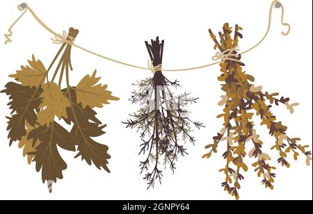 Bunches of dried grass hang from rope. Crop supply, bath broom, or witch herb for potion Stock Vector