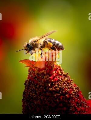 Pollinating bee landed on red flower, close-up photo of a bumblebee Stock Photo