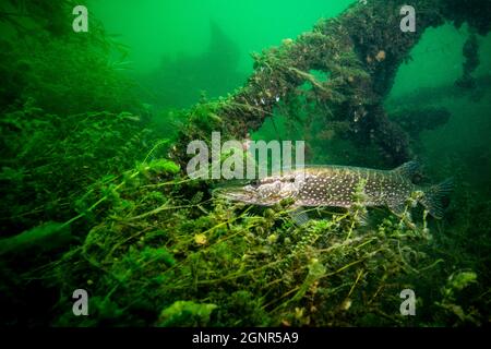 Northern pike patiently awaiting for prey underwater. Stock Photo