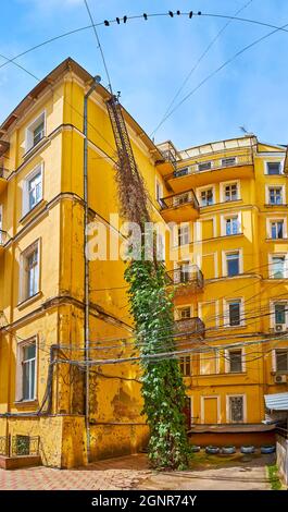 The old yellow residential building with shabby walls and the scaling ladder (fire escape), covered with lush grapevine, Odessa, Ukraine Stock Photo