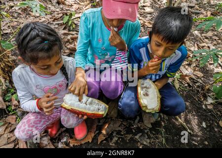 Cocoa planter's children sucking beans out of pods in Intag valley, Ecuador. Stock Photo