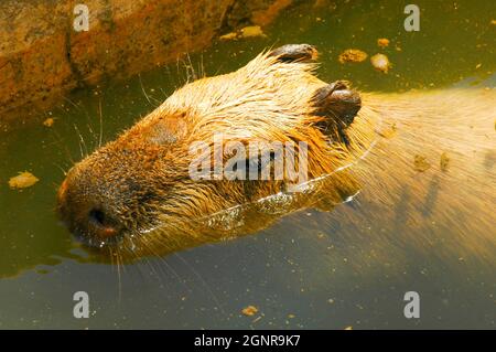 Capybara head out of the water Stock Photo