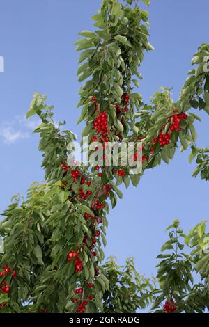 Branches of cherries ripening in the garden. Summer fruit harvest and ...