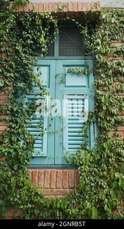 Blue wooden window on brick wall covered with green plants Stock Photo