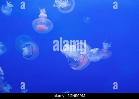 Aquarium of Genoa. Barrel jellyfish. Beautiful jellyfish in the neon light in aquarium.  Italy. Stock Photo