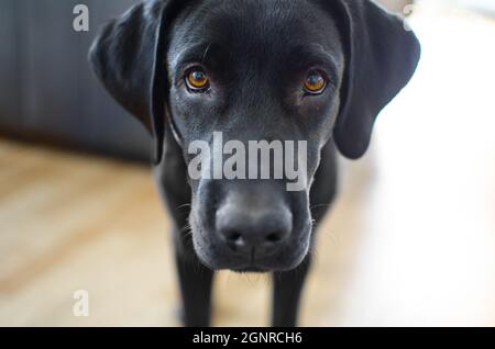 Black dog Labrador retriever closeup face and look, neutral background Stock Photo