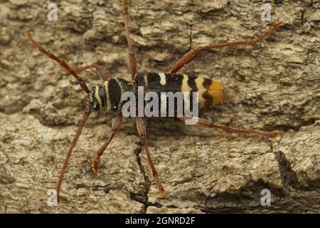 Dorsal closeup on a female of a rare and colorful longhorn beetle, Plagionotus detritus Stock Photo
