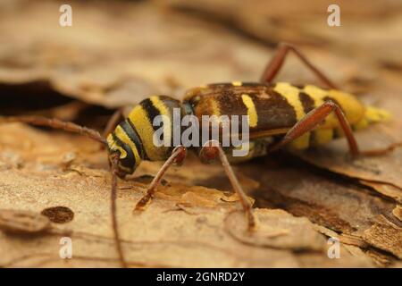 Closeup on a female of a rare and colorfull longhorn beetle, Pla Stock Photo