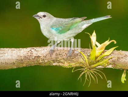 Blue-grey Tanager (Thraupis episcopus) perched on a branch in a Costa Rican rainforest. Stock Photo