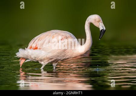 Pink  Greater Flamingo, with a water drop on its beak Phoenicopterus ruber, wading in the water,feeding by sifting Stock Photo
