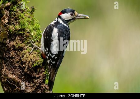 Male Great spotted Woodpecker perched on a moss covered tree trunk Stock Photo