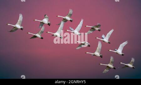 colorful background concept wallpapaer bewick swans flying in formation Stock Photo