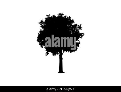 Beautiful tree vector silhouette icon vector illustration for nature websites and apps, logo template isolated on white background Stock Vector