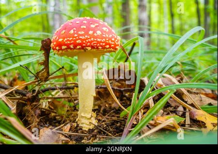 Close-up image of an amanita mushroom in forest in Russia Stock Photo