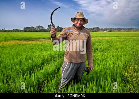 Workers in the rice over a flooded paddy field in the Delta del Ebre natural Park in the Ebro Delta at sunrise (Tarragona province, Catalonia, Spain). Stock Photo