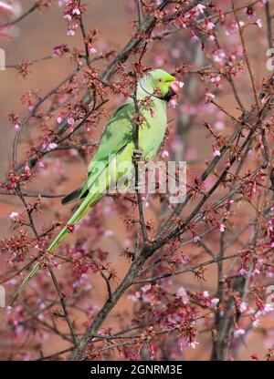 Rose-ringed / ring-necked parakeet (Psittacula krameri) feeding on blossom of Cherry Tree, Ramsgate, Kent UK Stock Photo