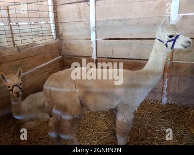 Pair of Alpacas in a Pen Stock Photo