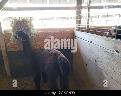 Pair of Alpacas in a Pen Stock Photo