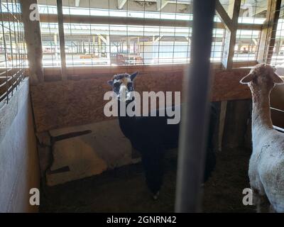 Pair of Alpacas in a Pen Stock Photo