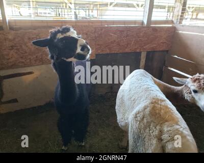 Pair of Alpacas in a Pen Stock Photo