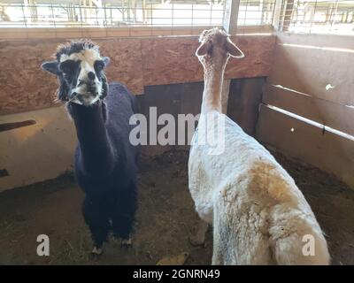Pair of Alpacas in a Pen Stock Photo
