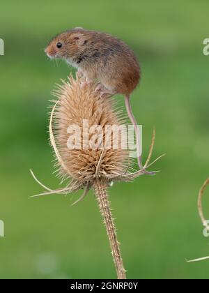 Eurasian Harvest Mouse (Micromys minutus) climbing on Teasel seed head (Dipsacus fullonum), UK Stock Photo