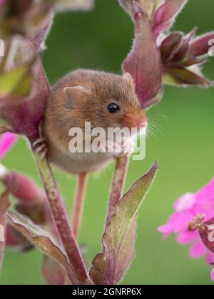 Eurasian Harvest Mouse (Micromys minutus) climbing on  Red campion (Silene dioica) UK Stock Photo